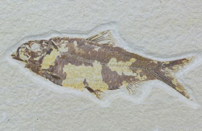Bargain, Fossil Fish (Knightia) - Wyoming #88585